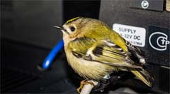 Федеральная группа охранных компаний РСБ Групп